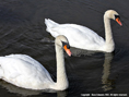 mute swan